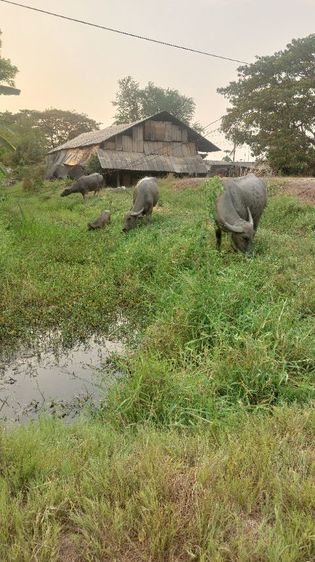 ควายสวยงาม รูปที่ 8