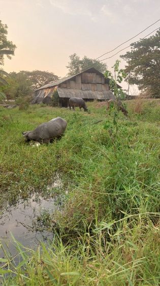 ควายสวยงาม รูปที่ 10