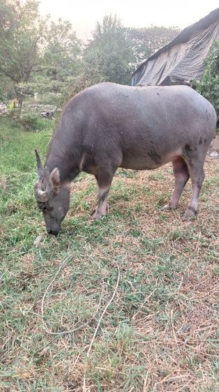 ควายสวยงาม รูปที่ 14