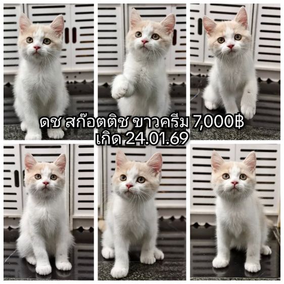 สก็อตติช โฟลด์ (Scottish Fold)   สก๊อตติช ขายเหมา 5ตัว ขายแยก ด่วน