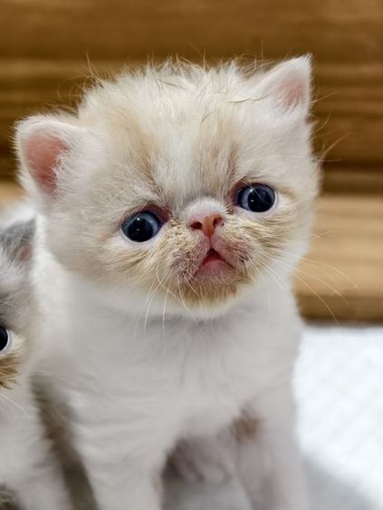 เอ็กโซติก ชอร์ตแฮร์ (Exotic Shorthair) ขายเหมาคอก เอ็กโซติก ขนสั้น หน้าบี้ 