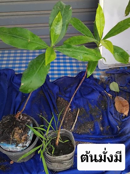ต้นไม้จริง แจกต้นไม้ฟรี