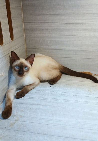 วิเชียรมาศ (Siamese Cat) แมววิเชียรมาศ เพศผู้ สวยไม่มีตำหนิ อายุ3เดือน วัคซีนแล้วก่อนย้ายตรวจหัดแมวฟรีรับประกันเอดส์แมวกับรูคีเมียคะ