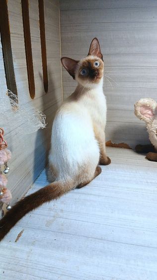 วิเชียรมาศ (Siamese Cat) แมววิเชียรมาศ เพศเมีย คะวัคซีนแล้ว1เข็มก่อนย้ายตรวจหัดแมวฟรีรับประกันเอดส์แมวกับรูคีเมียคะ