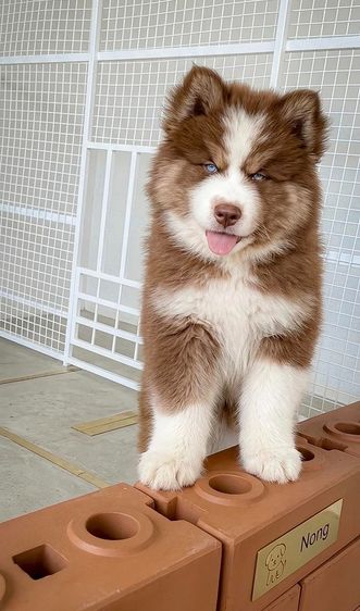 ไซบีเรียน ฮัสกี้ (Siberian Husky) เล็ก Copper Siberian Husky Rare Beautiful 🧡