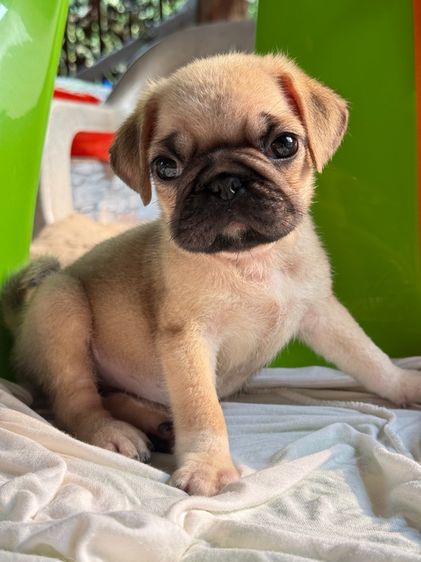 ปั๊กแท้ เพศเมีย