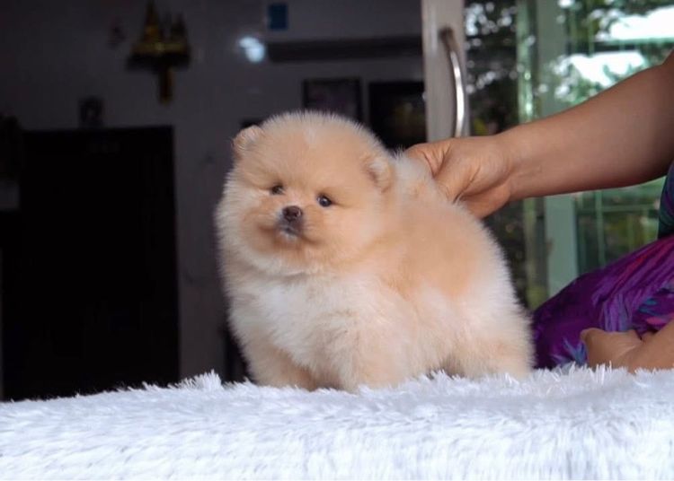 ปอมเมอเรเนียน (Pomeranian) เล็ก ปอมแท้ขนสำลีแน่น