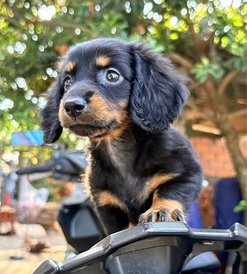 ดัชชุนนำเข้า