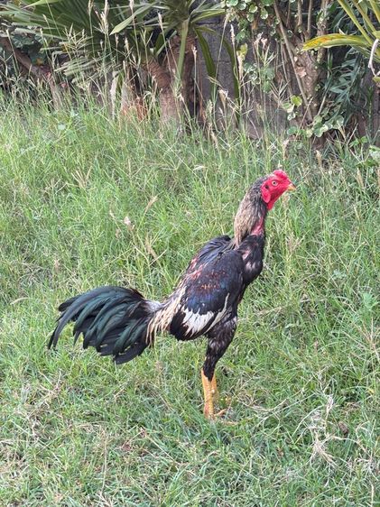 ไก่รุ่น