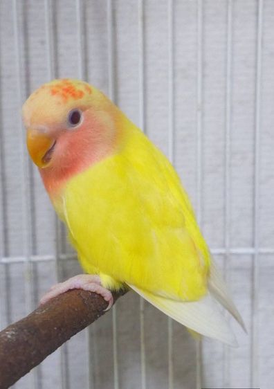 💛❤️ลูกนกเลิฟเบิร์ดไม่ขอบตา สีลูติโน่💛❤️