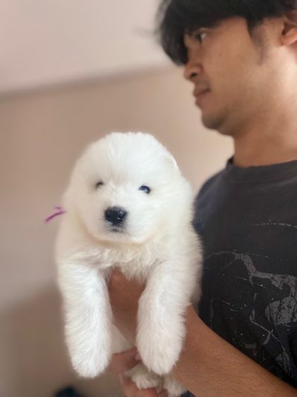 กลาง ลูกสุนัขพันธุ์ซามอยด์ 