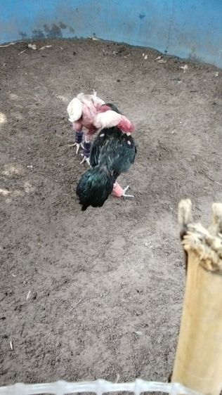 ไก่ชนก๋อยวัย3เดือน รูปที่ 3