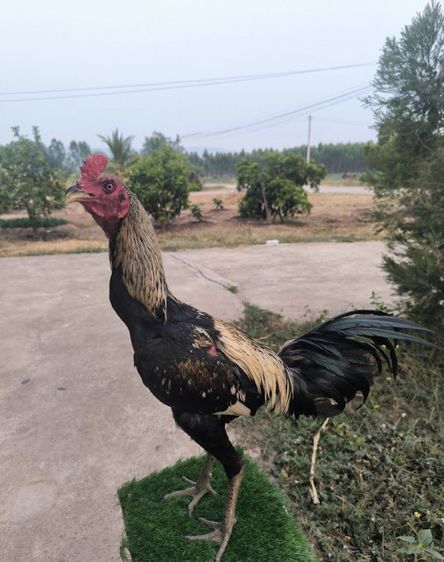 ไก่หนุ่มแววดี(มีคลิป) รูปที่ 2