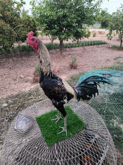 ไก่หนุ่มแววดี(มีคลิป) รูปที่ 3