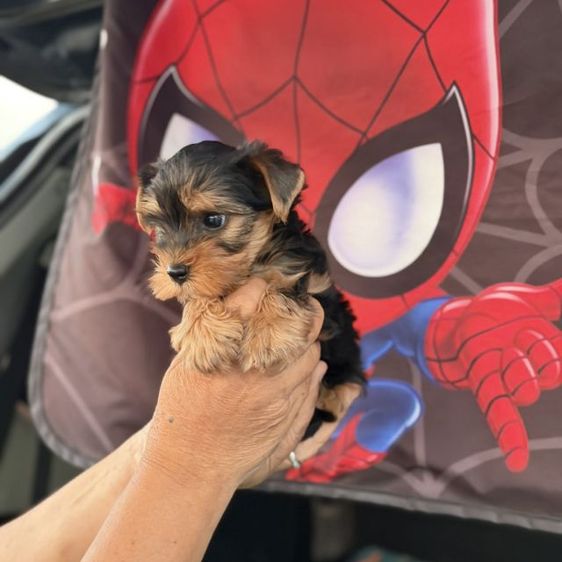 ยอร์คเชียร์