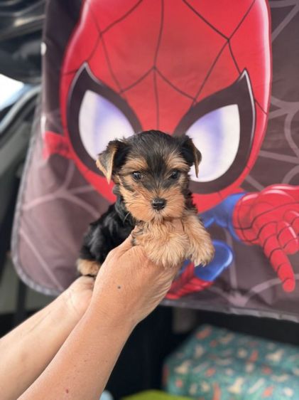 ยอร์คเชียร์ รูปที่ 3