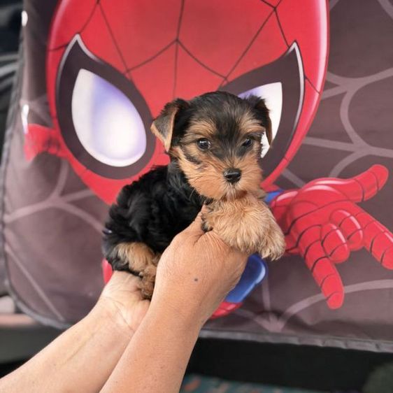 ยอร์คเชียร์ รูปที่ 2