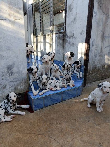 ดัชเมเชียน