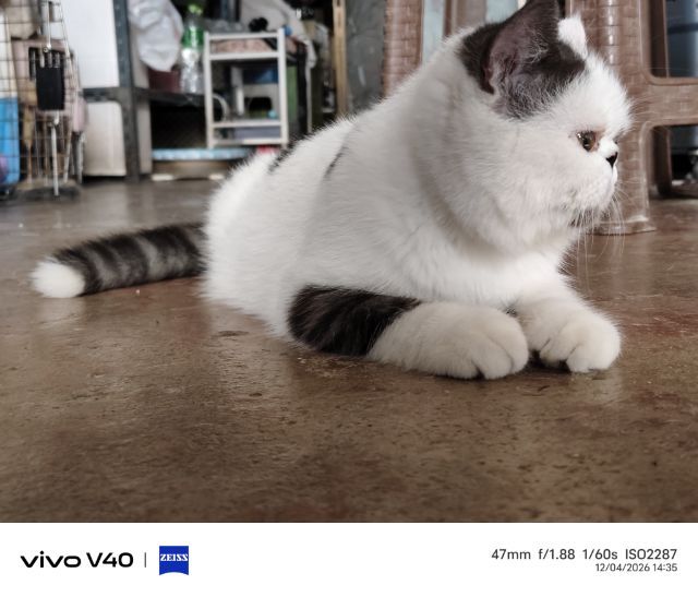 exotic shorthair ราคาต่อรองได้ค่ะ