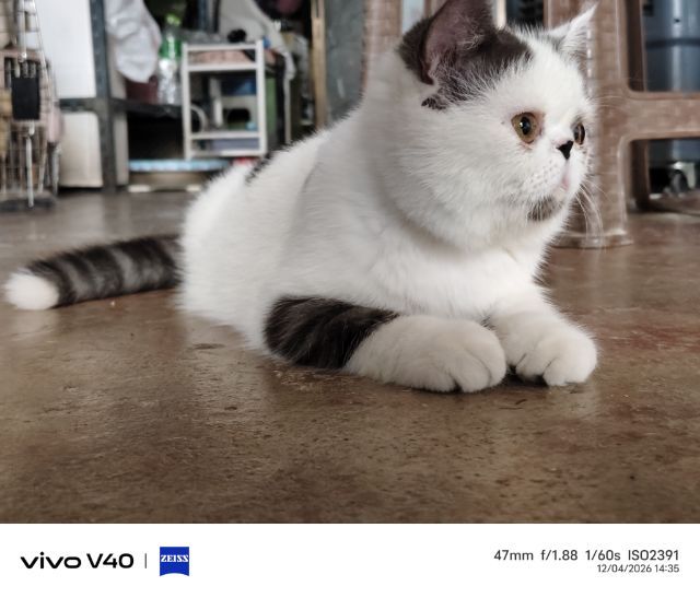 exotic shorthair ราคาต่อรองได้ค่ะ รูปที่ 3