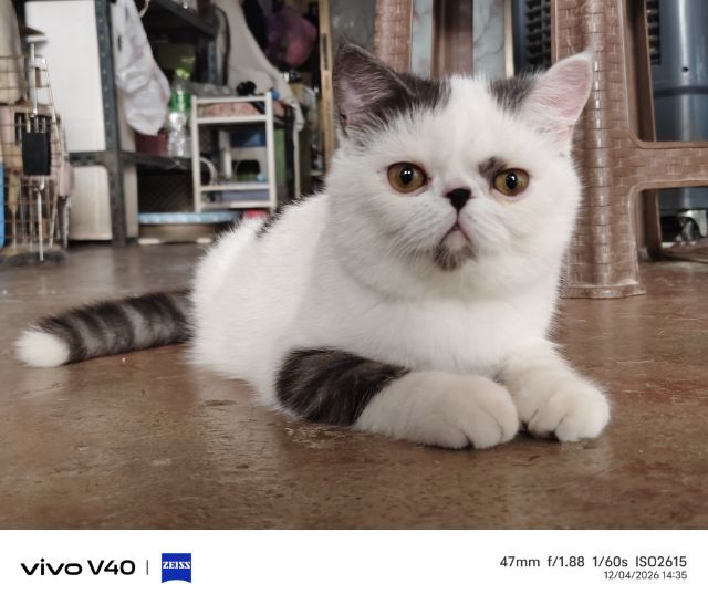 exotic shorthair ราคาต่อรองได้ค่ะ รูปที่ 2