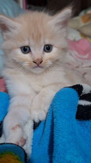 ขายลูกแมว สายพันธ์ เปอร์เซีย รูปที่ 8