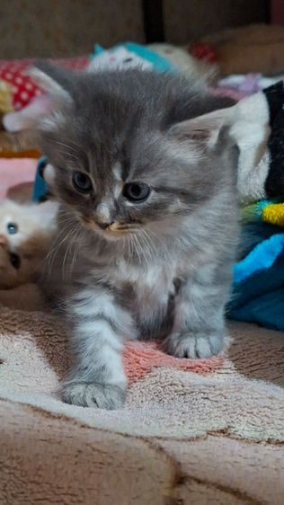 ขายลูกแมว สายพันธ์ เปอร์เซีย รูปที่ 3