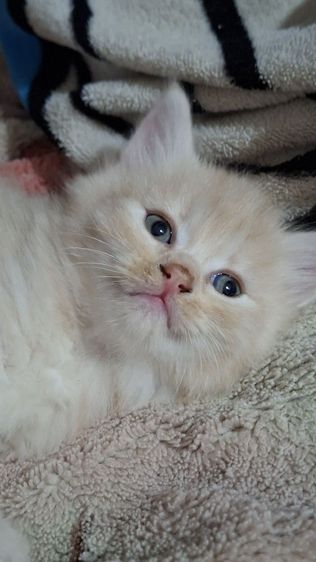 ขายลูกแมว สายพันธ์ เปอร์เซีย รูปที่ 10