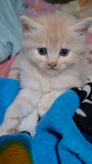 ขายลูกแมว สายพันธ์ เปอร์เซีย รูปที่ 6