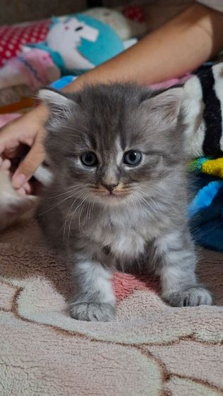 ขายลูกแมว สายพันธ์ เปอร์เซีย รูปที่ 4