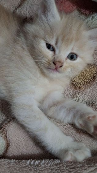ขายลูกแมว สายพันธ์ เปอร์เซีย รูปที่ 9