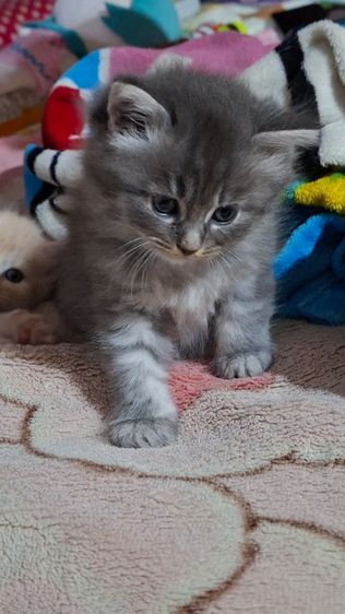 ขายลูกแมว สายพันธ์ เปอร์เซีย รูปที่ 2