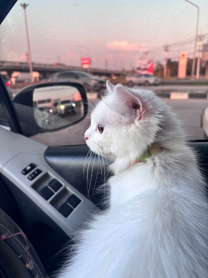 แมวx  รูปที่ 4