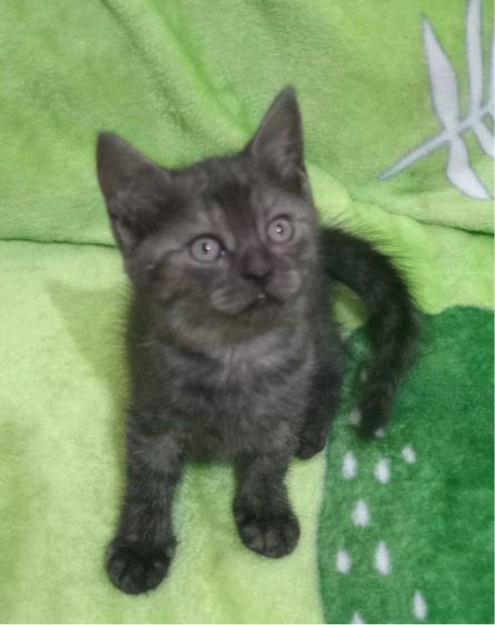 สก๊อตติชแท้ รูปที่ 3