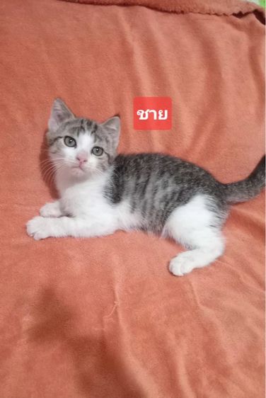 สก๊อตติชแท้ รูปที่ 2