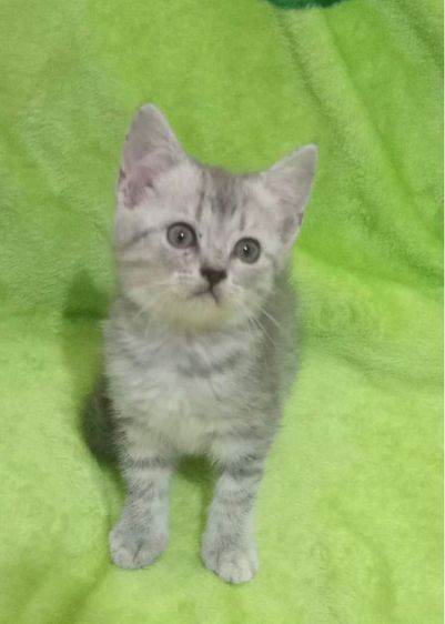 สก๊อตติชแท้