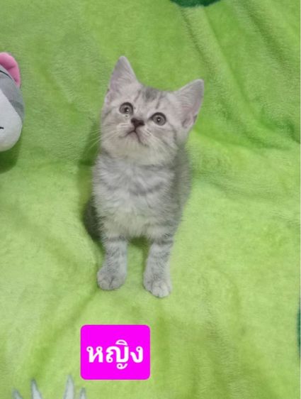 สก๊อตติชแท้ รูปที่ 2