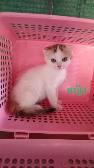 สก๊อตติชแท้