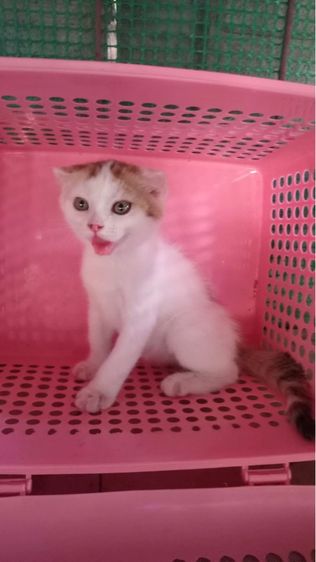 สก๊อตติชแท้ รูปที่ 2