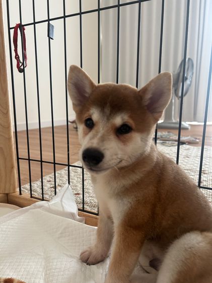สุนัขพันธุ์ชิบะอินุ รูปที่ 2