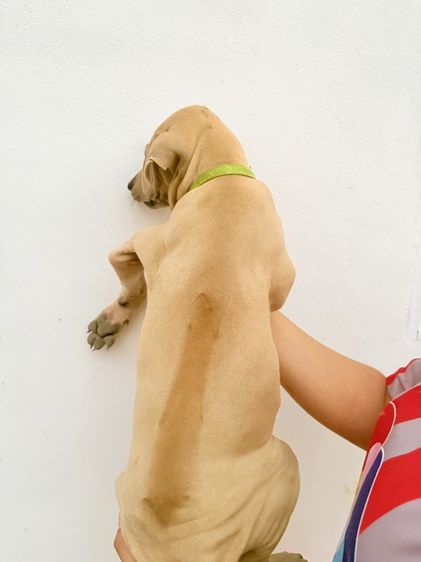 น้องหมา รูปที่ 3