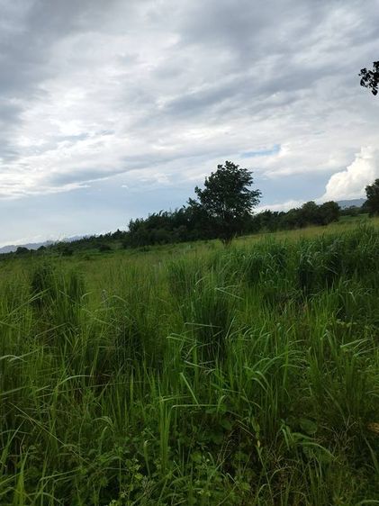 ขายที่ดิน ลดราคา 2 ไร่ สวย ทรงสีเหลี่ยมผืนผ้า ใกล้แม่น้ำแควน้อย ไม่ถึง 3 กม. รูปที่ 3