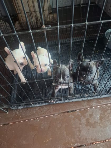 ลุกหมาเฟร้นบลูด๊อก รูปที่ 4