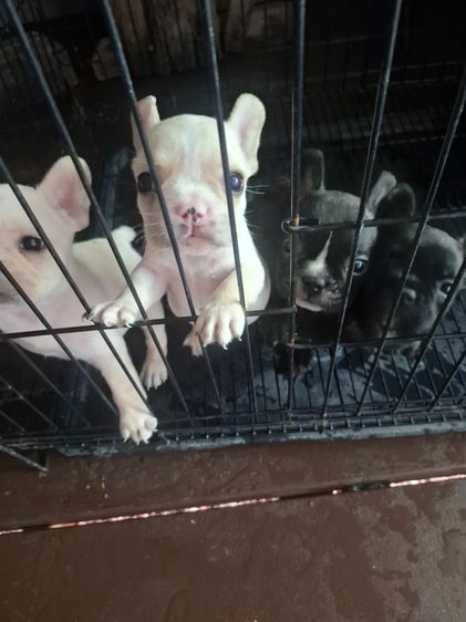 ลุกหมาเฟร้นบลูด๊อก รูปที่ 5