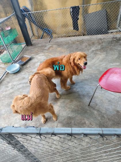 โกเด้นแท้ รูปที่ 6