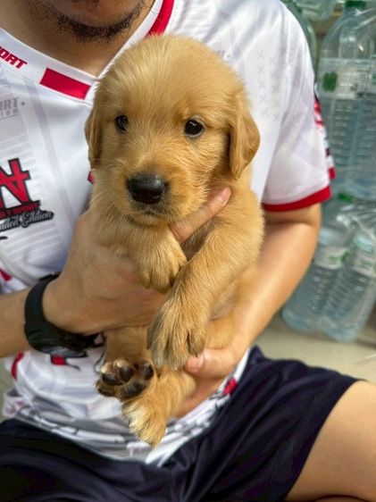 โกเด้นแท้ รูปที่ 5