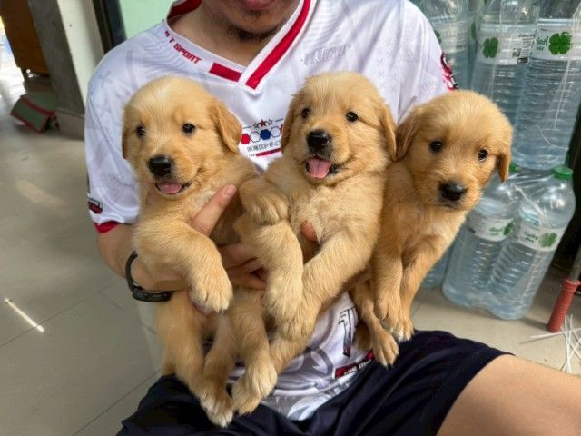 โกเด้นแท้ รูปที่ 2