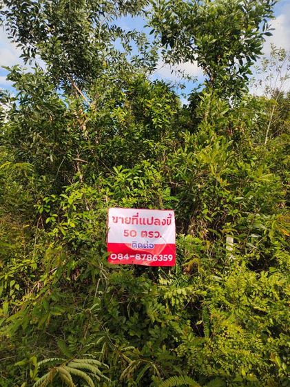 ขายที่ดิน2ห้อง ราคาต่อรองได้ รูปที่ 2