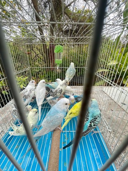 หงส์หยก รูปที่ 8