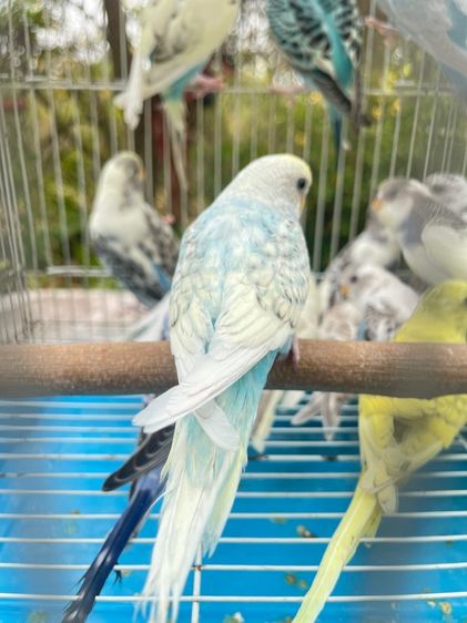 หงส์หยก รูปที่ 4